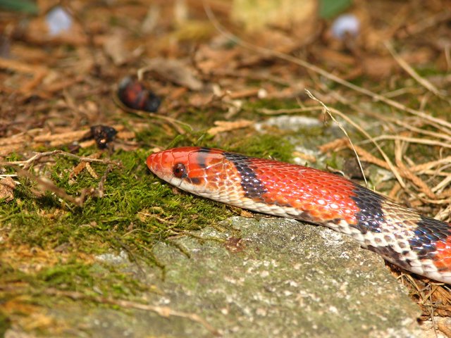 scarlet snake eyes